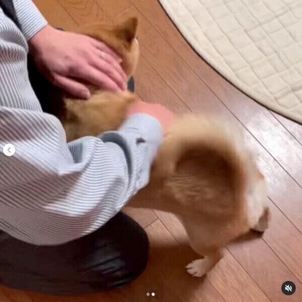 パパさんを独占するマメちゃん