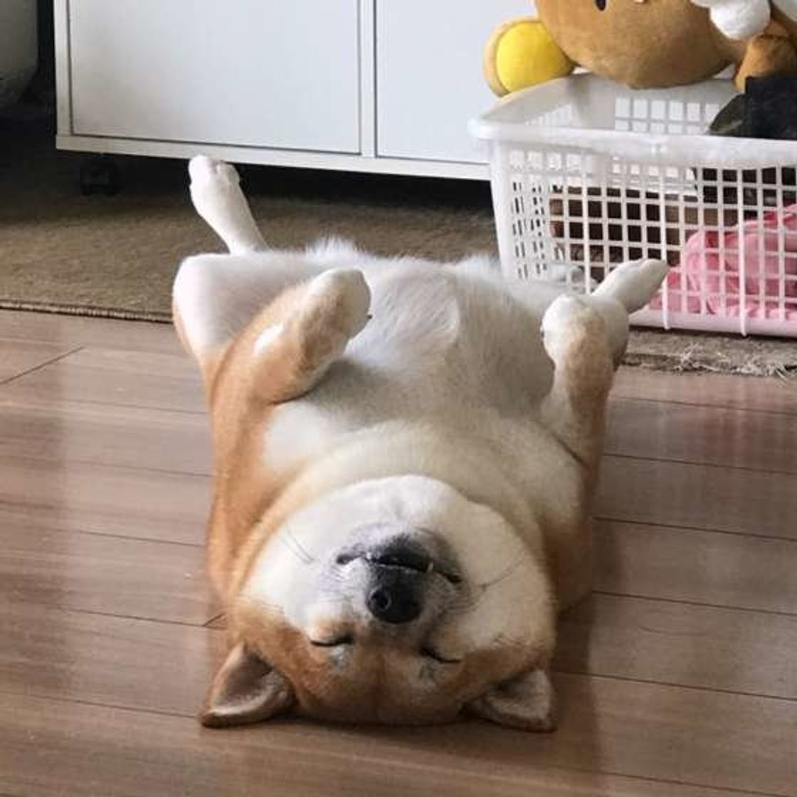 犬の平均睡眠時間が長い理由 特に長い犬種は いぬのきもちweb Magazine 犬の平均睡眠時間が長い理由 特に長い犬種は いぬのきもちweb Magazine