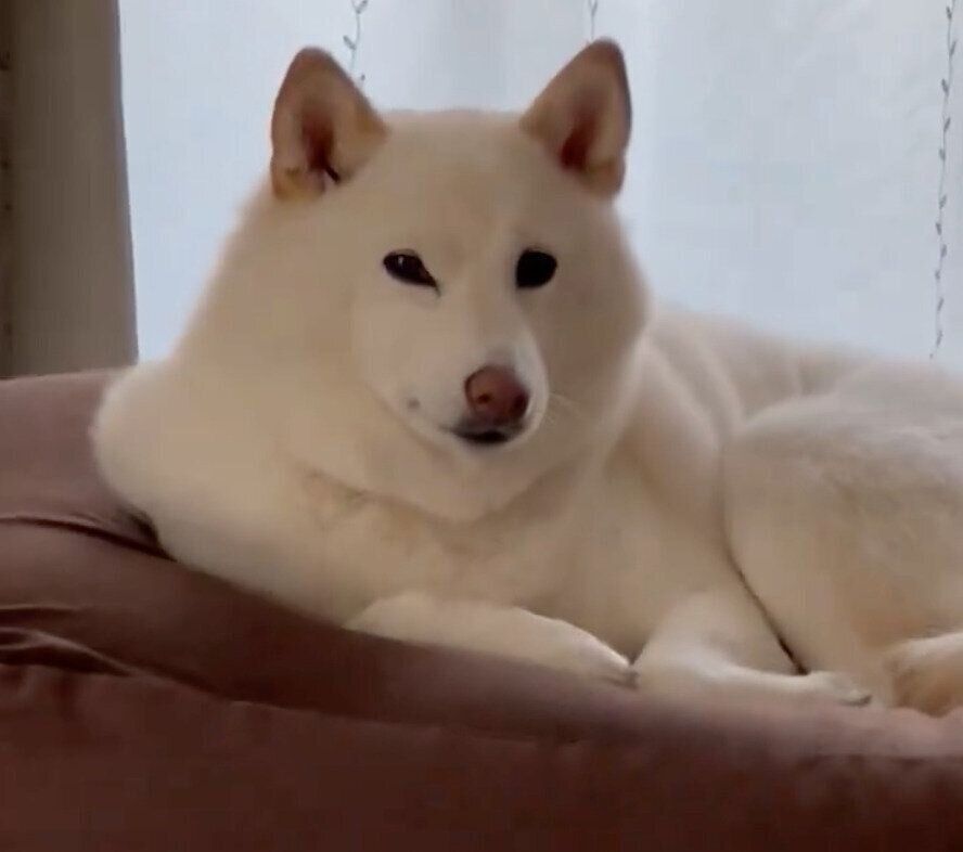 飼い主さんを監視するチョビちゃん