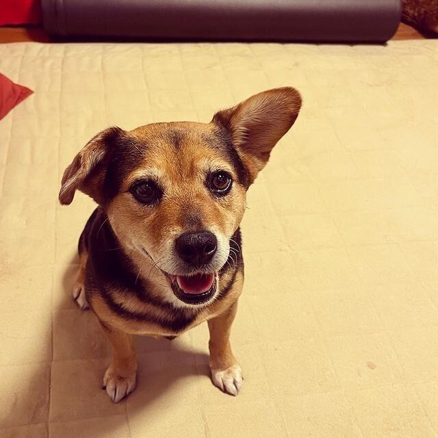 パンをおねだりする花ちゃん