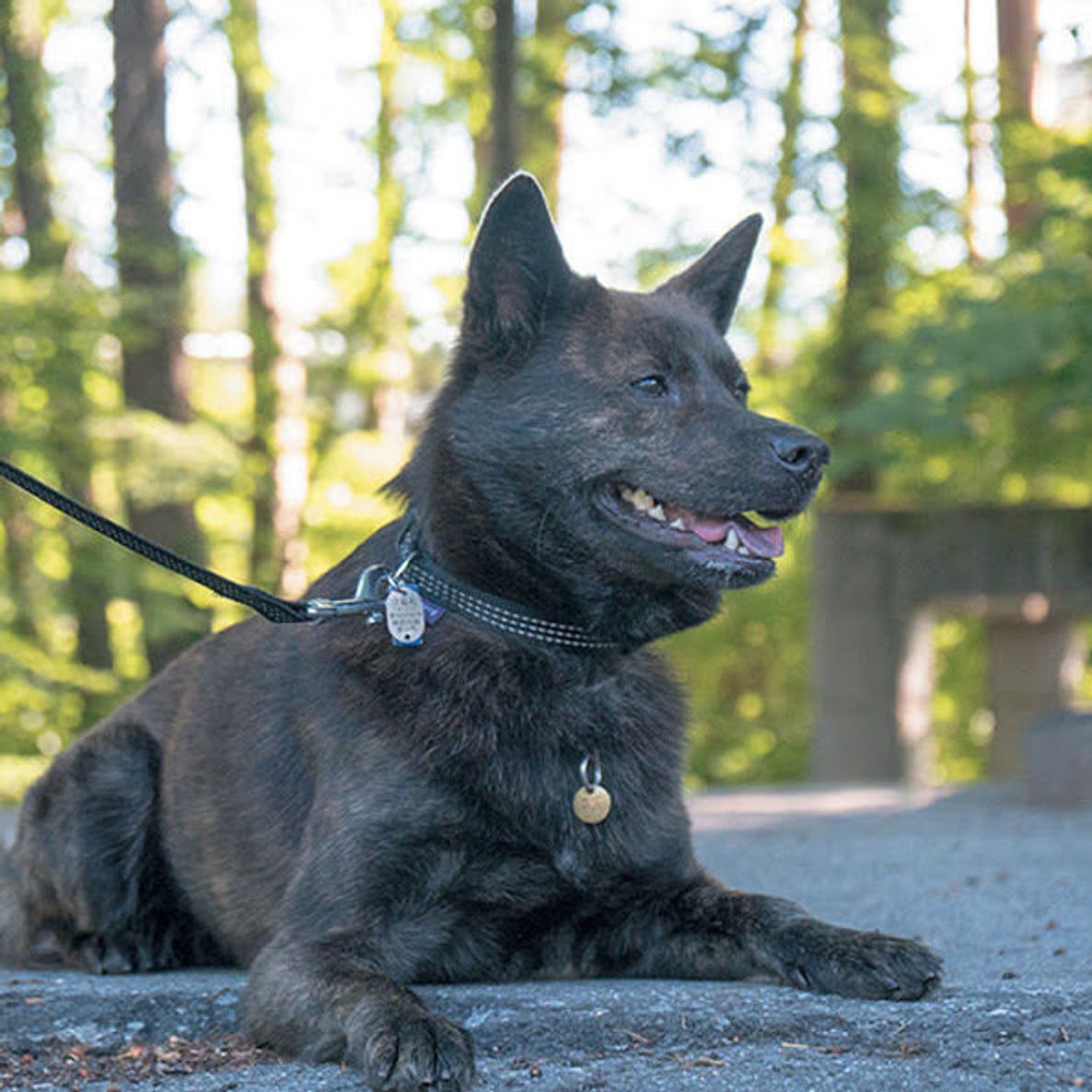 愛犬も大切な ゲスト 星野リゾートの犬と泊まれる宿とは いぬのきもちweb Magazine 愛犬も大切な ゲスト 星野リゾートの犬と泊まれる宿とは いぬのきもちweb Magazine