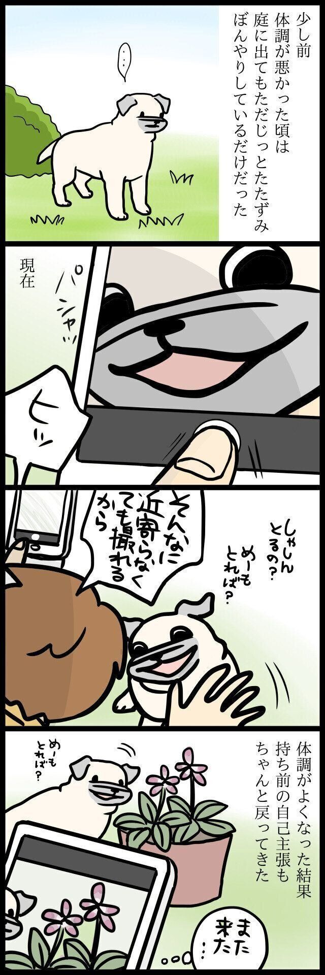 【連載】パグ犬・めー