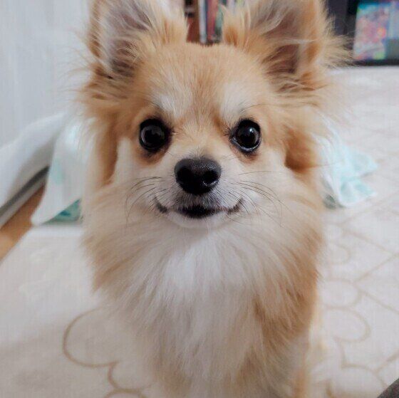 飼い主さんの言葉を聞いているチワワ