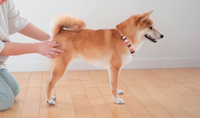 犬の全身を撮る