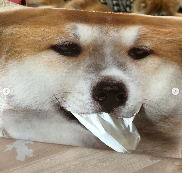 ワンコのお顔のティッシュケース