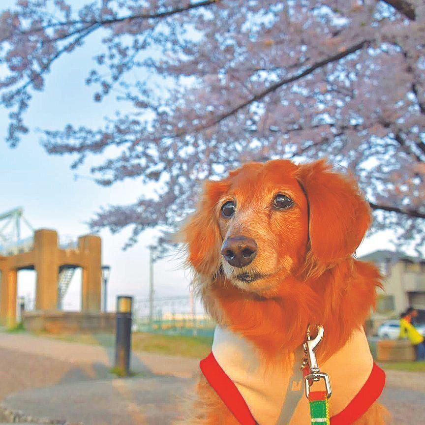 桜の花をバックに