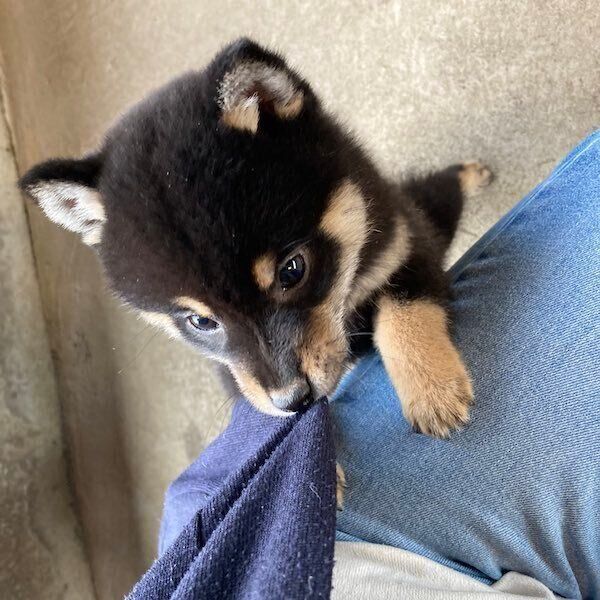 グイグイくるアルくん