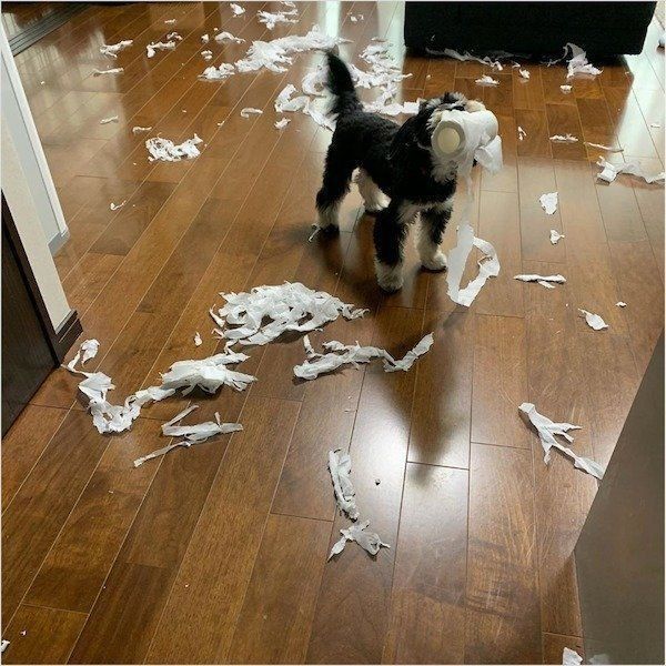 トイレットペーパーをぐちゃぐちゃにするてつくん