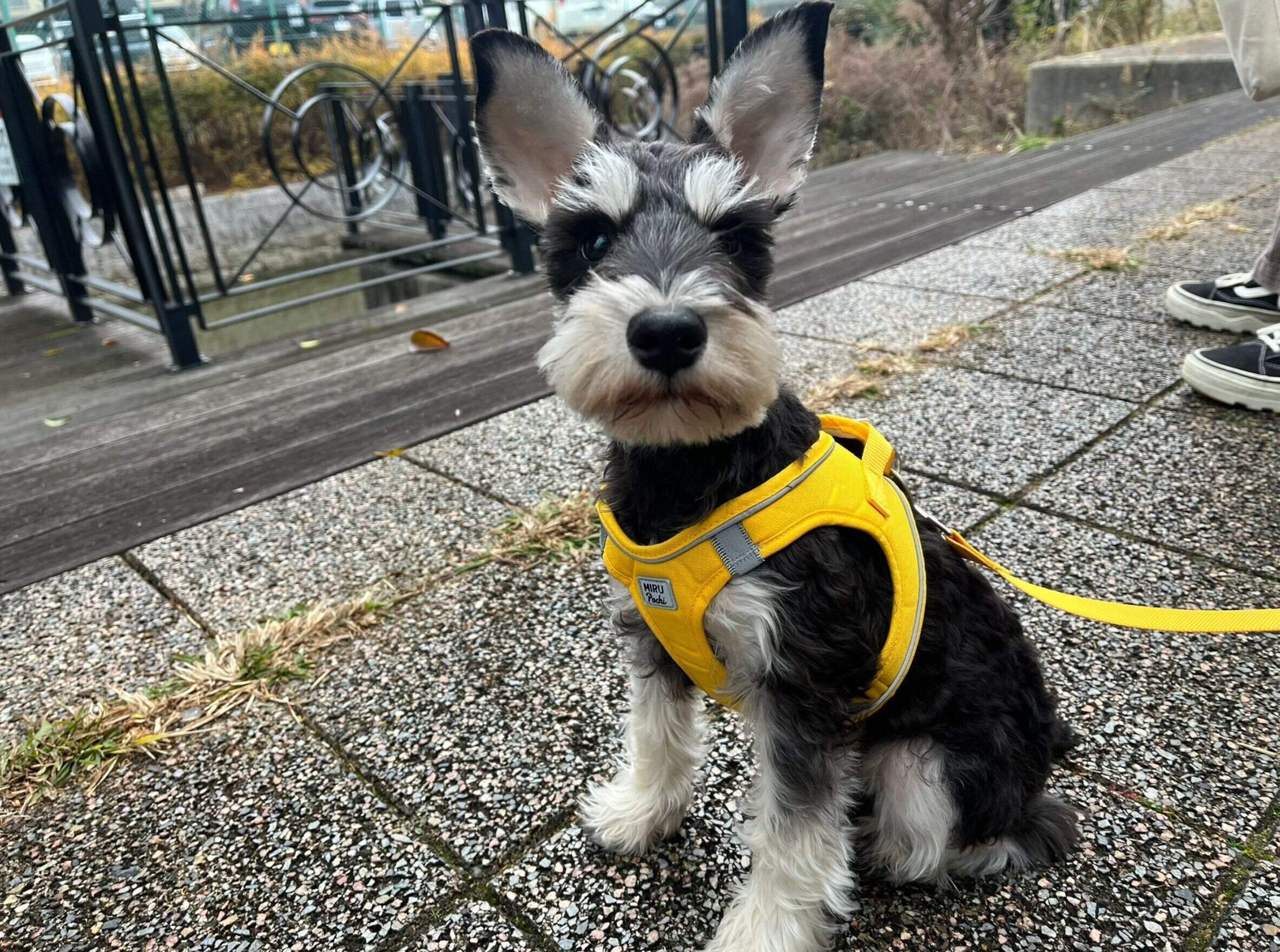 お出かけするはづきくん