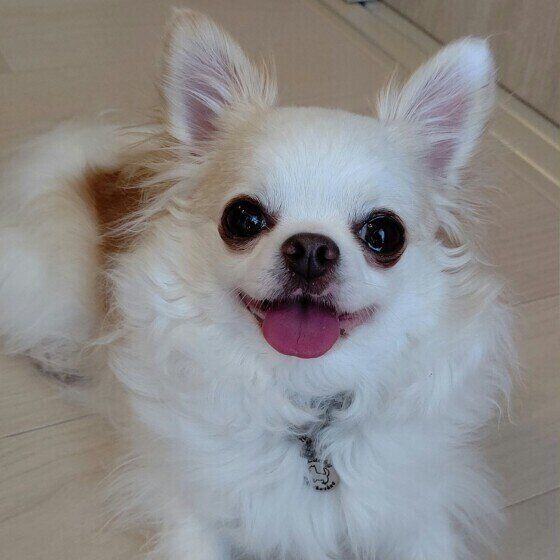 チワワのラッキーちゃん