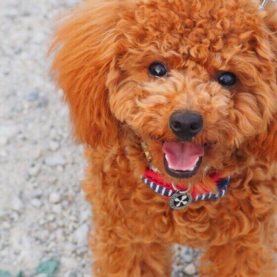 笑うトイプ―のうみちゃん