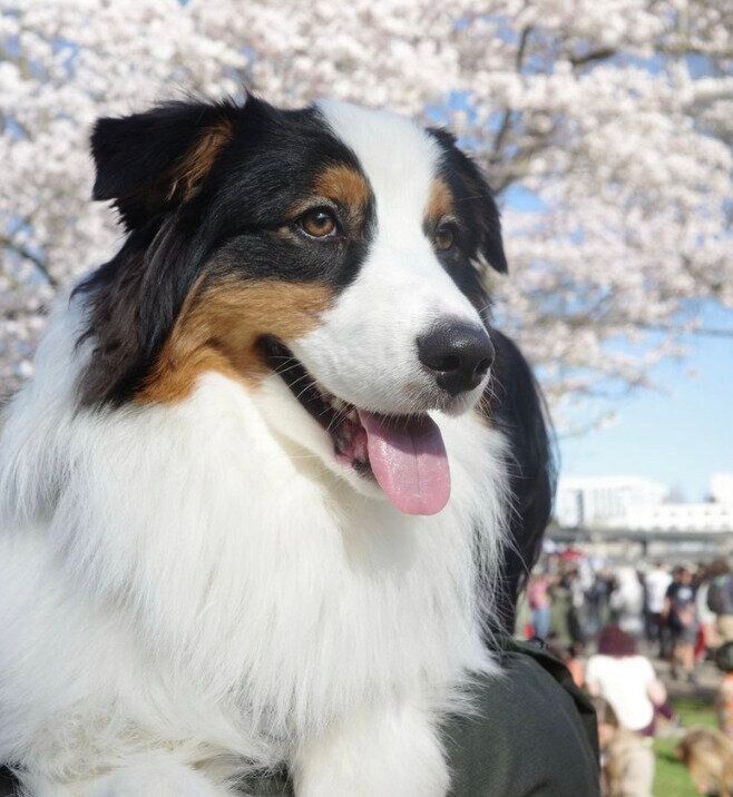 お花見に行ったコペルニクスくん
