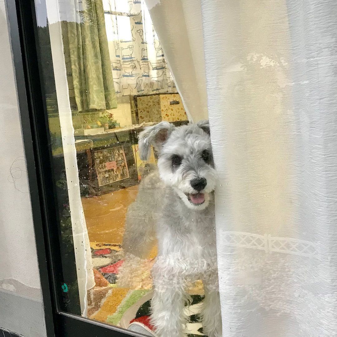 お出迎えするルラちゃん