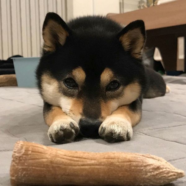 添い寝する柴犬