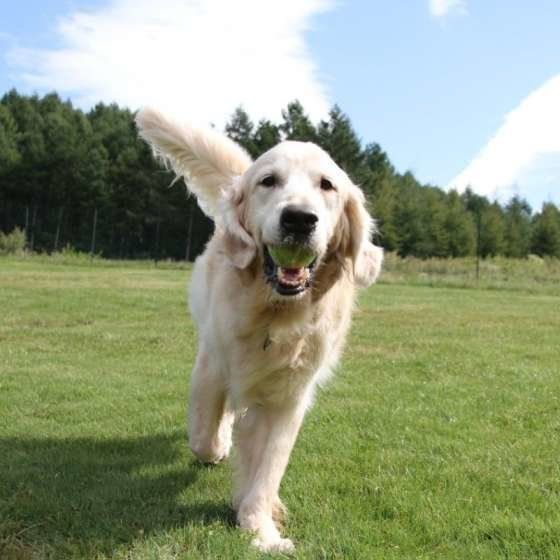 犬も仲間ロスになるんだね。