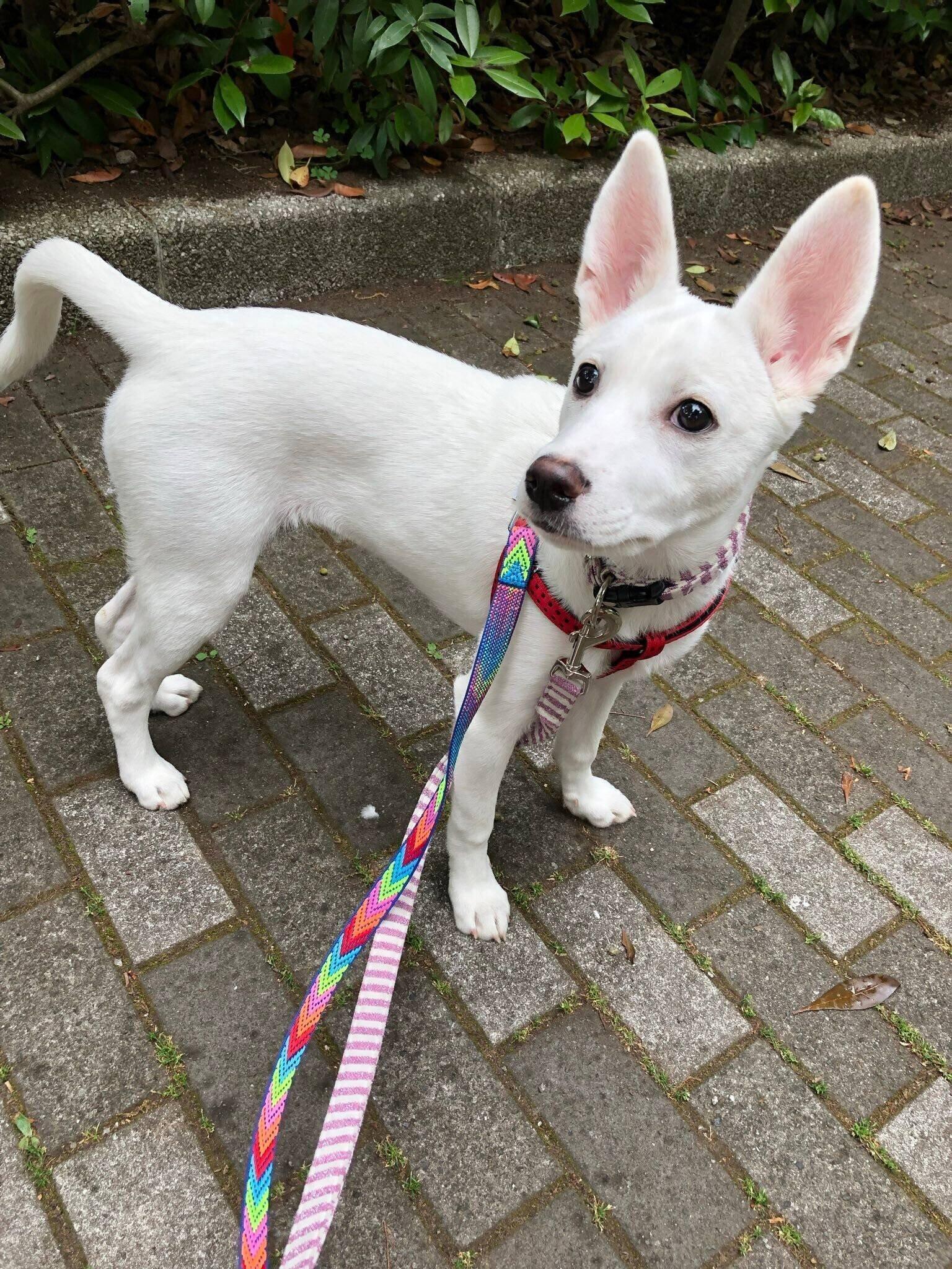 お散歩の練習をする犬（5ヵ月）