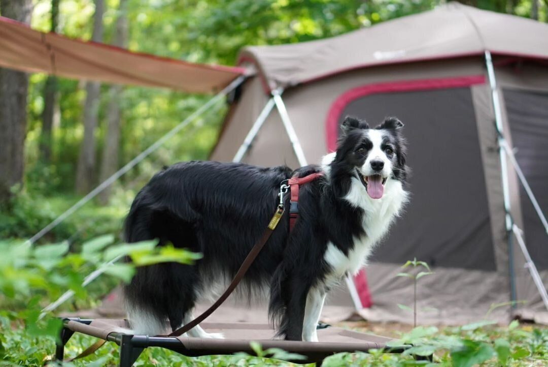 長野でキャンプを楽しむボーダー・コリー