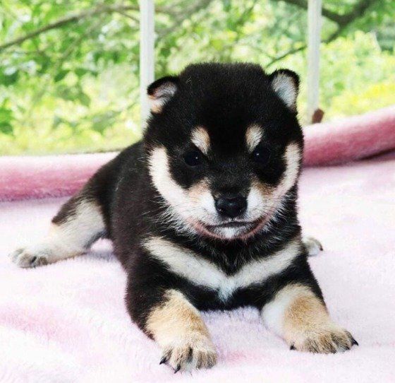 柴のまめすけちゃん