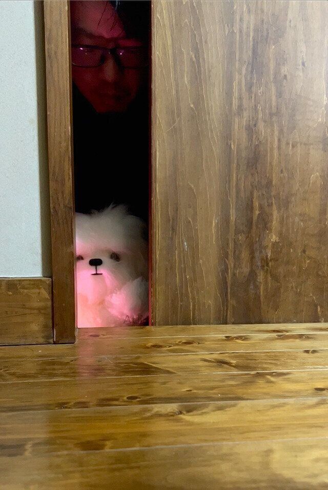 シーズー犬マンガてんぽshihtzu