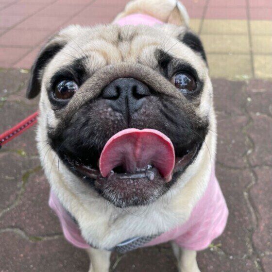 犬の注意すべき呼吸の仕方を獣医師に聞いてみた いぬのきもち