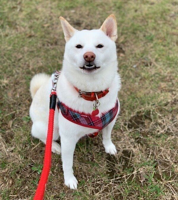 カメラの前でしっかりと決め顔のやまとくん