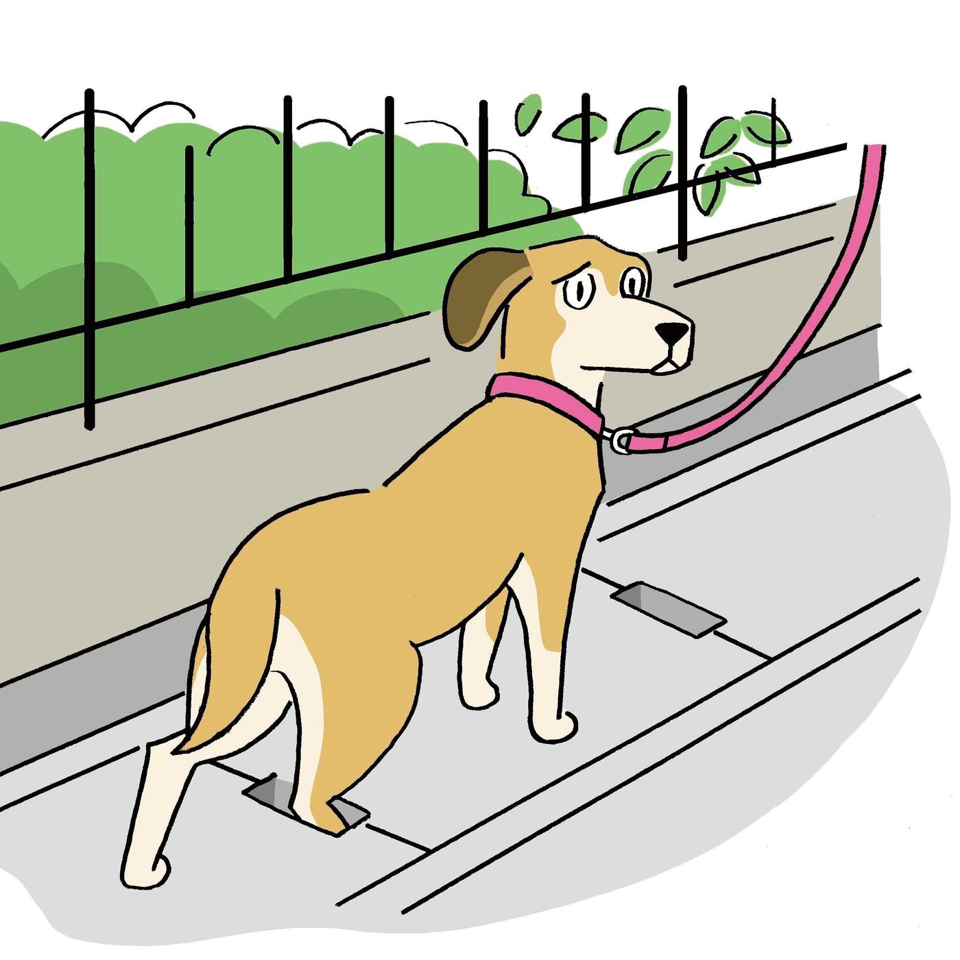 犬が散歩中にガラスの破片を踏んだ 金具にしっぽが引っかかった 犬の切り傷 にどう対応する いぬのきもちweb Magazine 犬が散歩中にガラスの破片を踏んだ 金具にしっぽが引っかかった 犬の切り傷 にどう対応する いぬのきもちweb Magazine