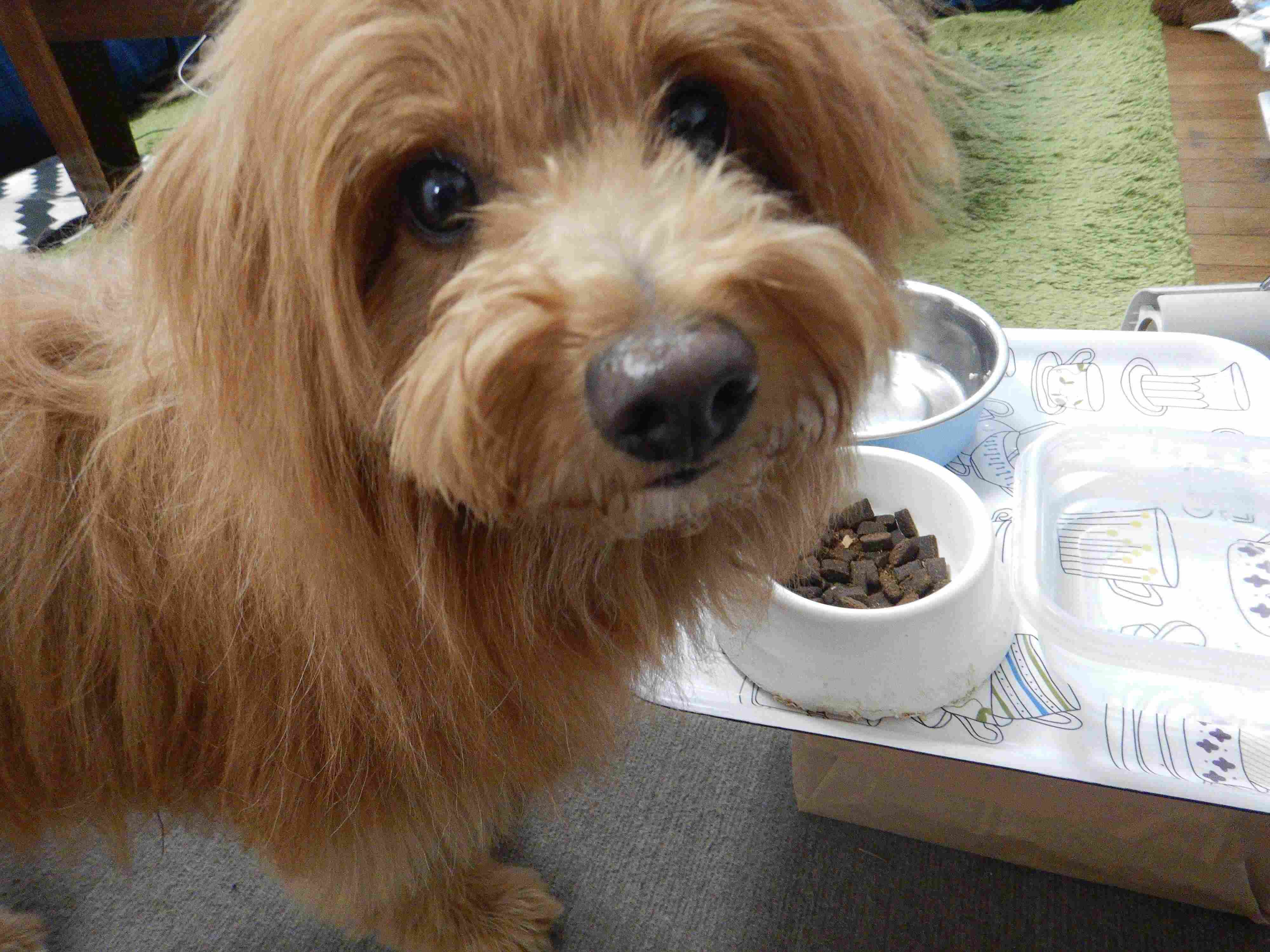 連載「こぐま犬てんすけ」