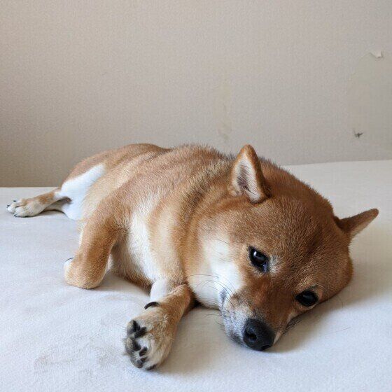 おめめうるうるな柴