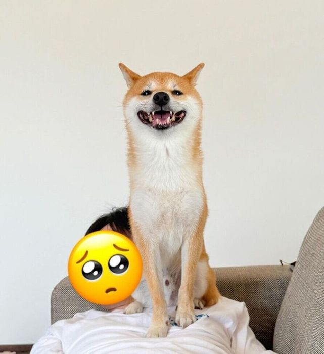 パパさんの上でご満悦なころたくん