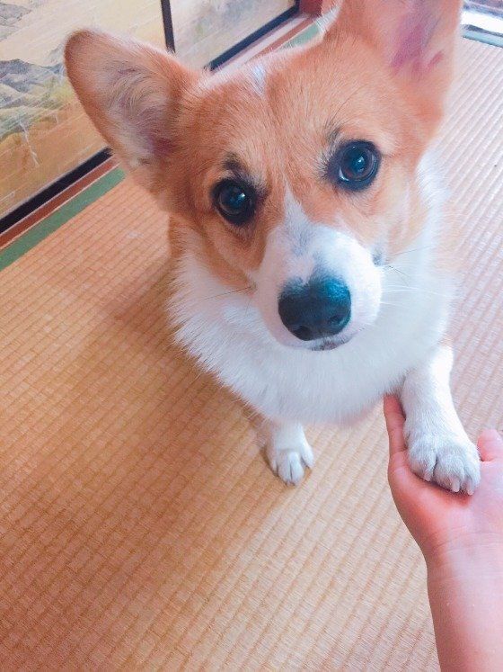 ルーシーちゃん