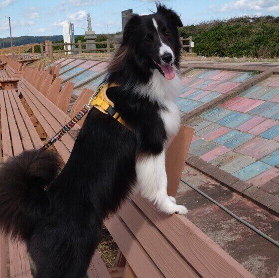 笑顔のピノちゃん