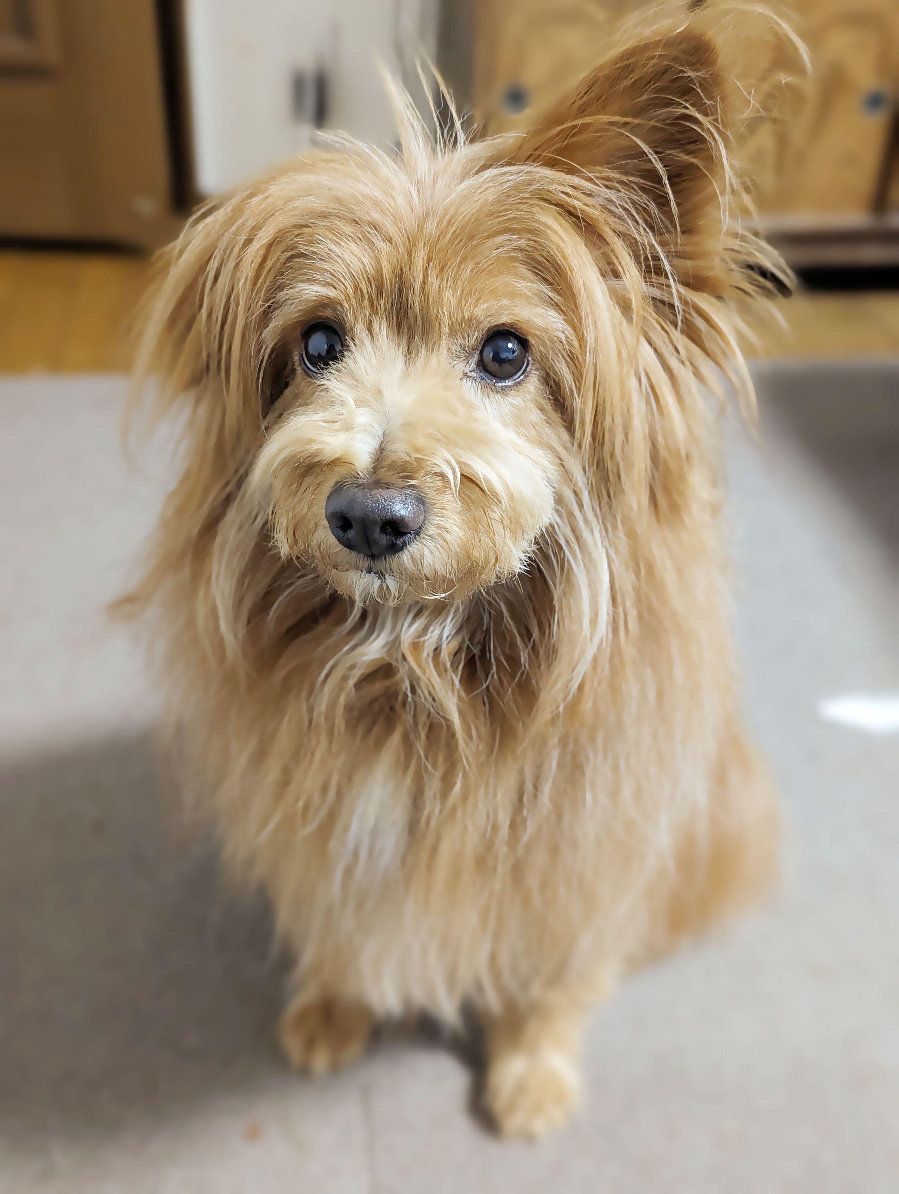 おすわりしているもふもふ犬