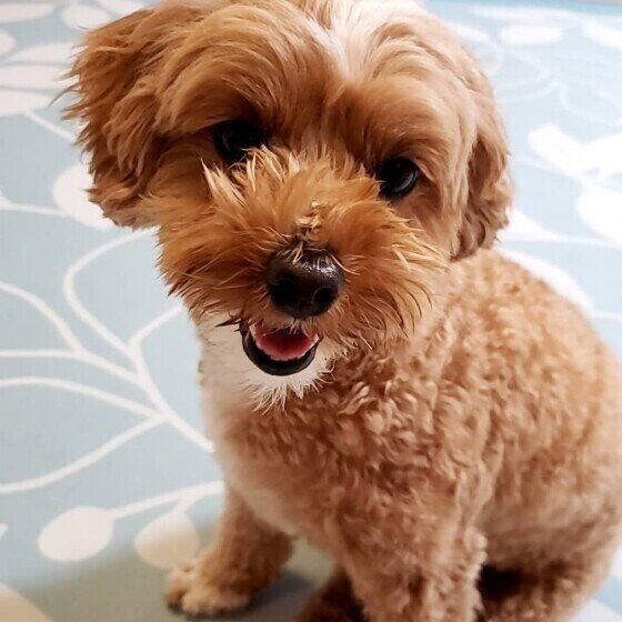 犬のクッシング症候群 副腎皮質機能亢進症 はホルモンが過剰に分泌される病気 いぬのきもちweb Magazine