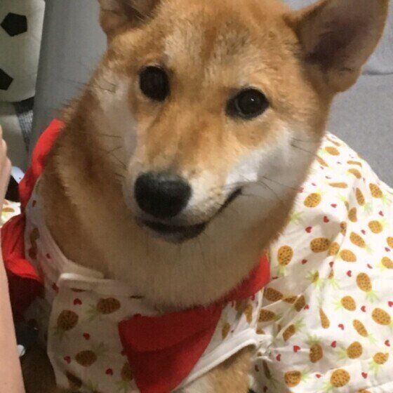 パイナップル柄のワンピースを着て、カメラを見つめている茶色い柴犬