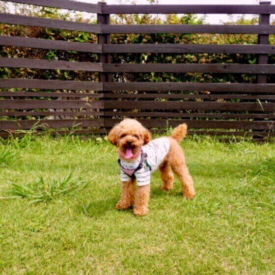 気圧や湿度で犬の体調が変わる気象病とは？台風の多い季節に知っておきたいこと いぬのきもち