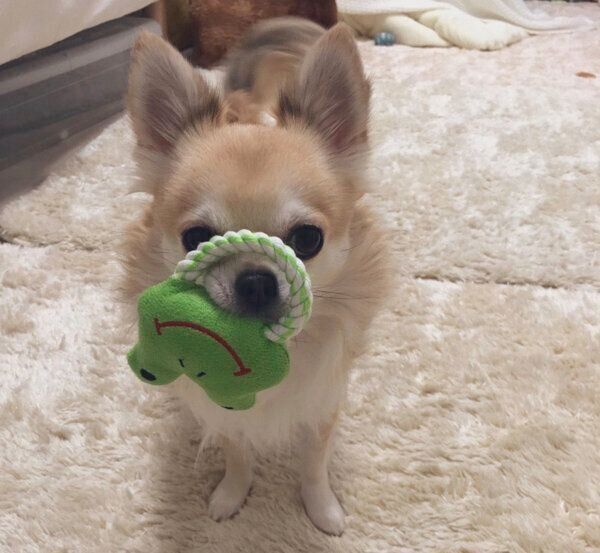 おもちゃを咥えるちくわくん