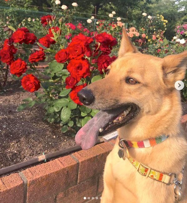 元保護犬・こたろうくん