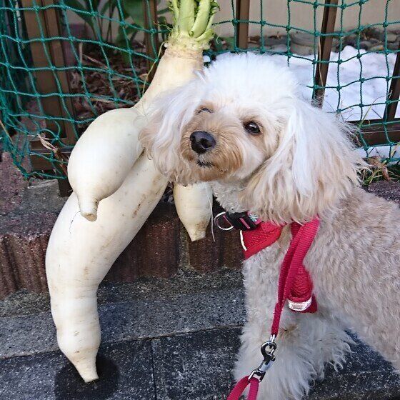 冬が旬の野菜、大根・白菜は犬に与えてもいいの？ 注意点とは いぬのきもち