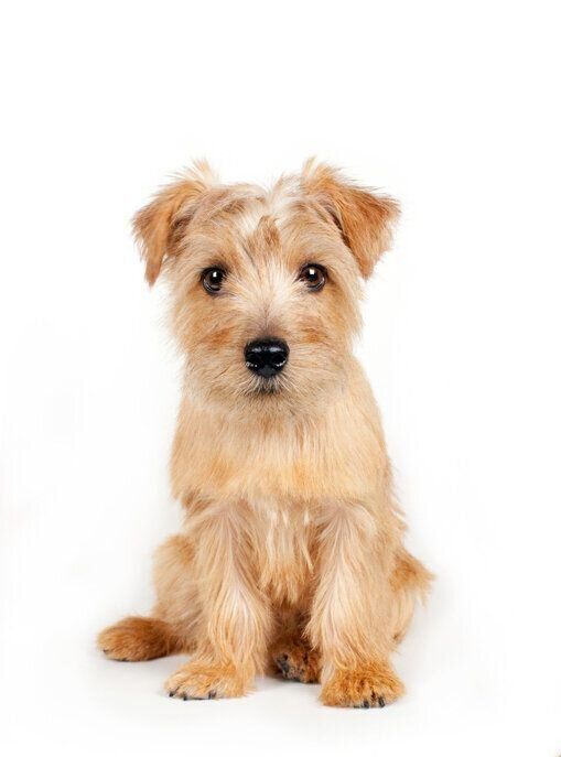 ノーフォークテリア