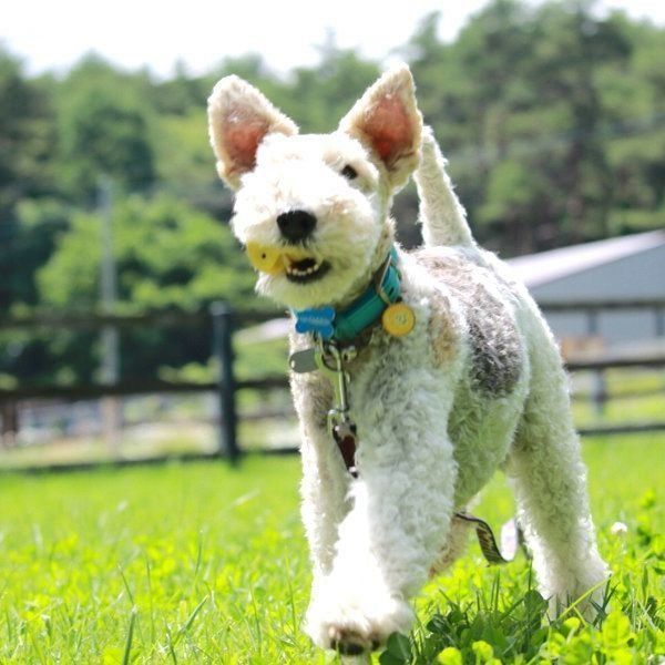 走るこっぺぱんちゃん