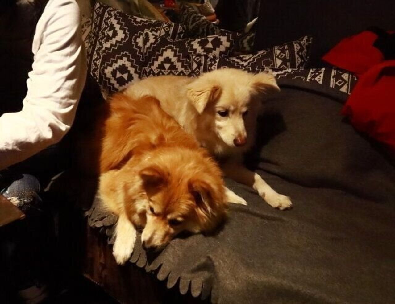 八ヶ岳の犬ok居酒屋 穴澤賢の犬のはなし いぬのきもちweb Magazine 八ヶ岳の犬ok居酒屋 穴澤賢の犬のはなし いぬのきもちweb Magazine