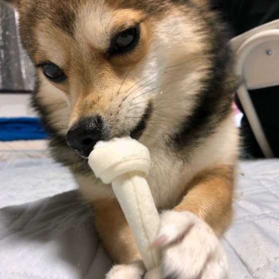 ほねを噛む犬