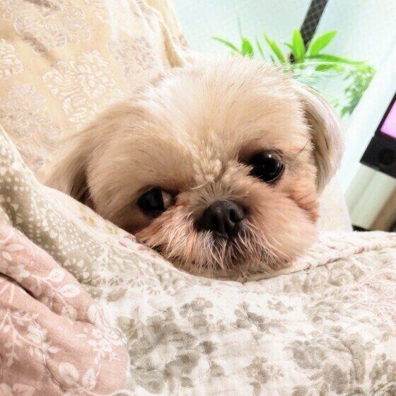 シー・ズーのゆめちゃん