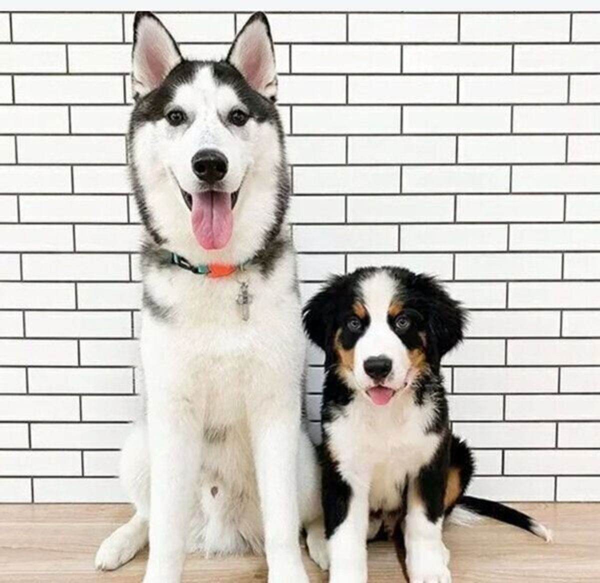 先輩ハスキーのもとにやんちゃなバーニーズの子犬が 家族になって1年経過した 成長ぶり に驚き いぬのきもちweb Magazine 先輩ハスキーのもとにやんちゃなバーニーズの子犬が 家族になって1年経過した 成長ぶり に驚き いぬのきもちweb Magazine