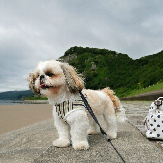 シー・ズーのポムくん