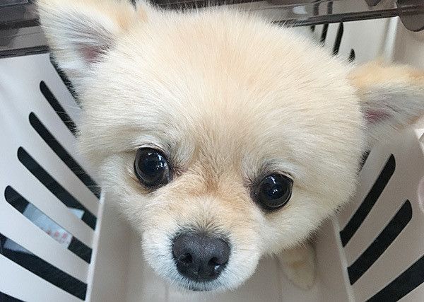 見つめるポメラニアン