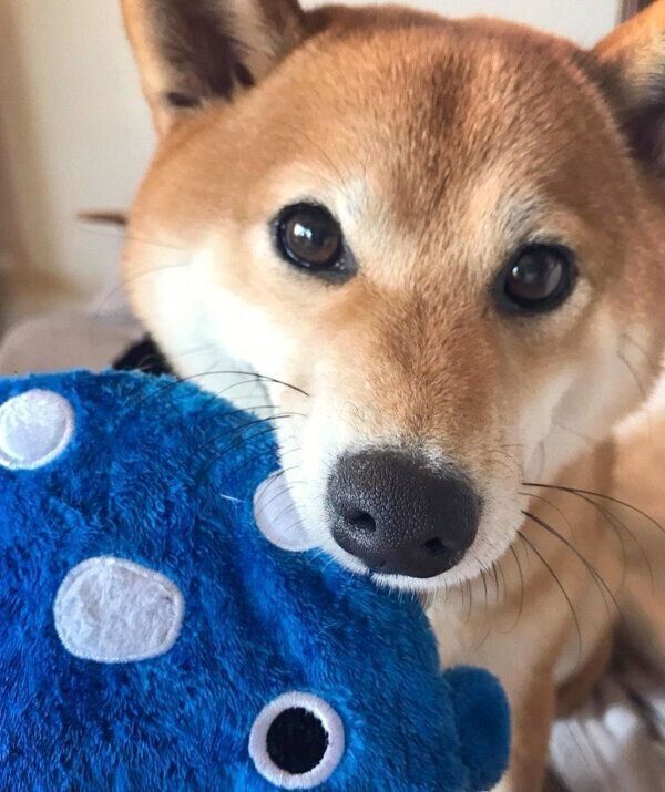 おもちゃをくわえるエマちゃん