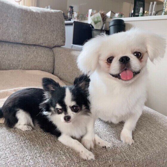 犬が突然ショック死することがある？その理由とは？ いぬのきもち