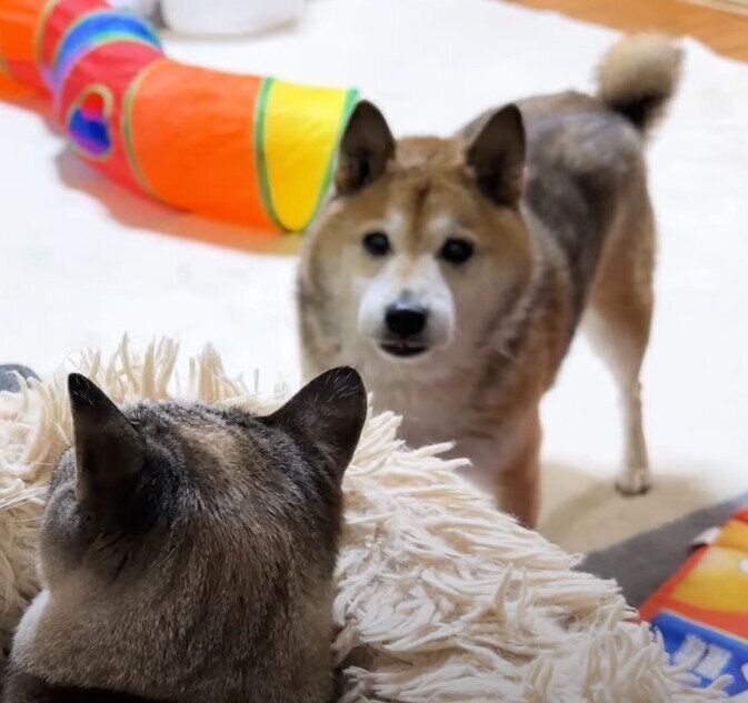 猫を見つめる犬