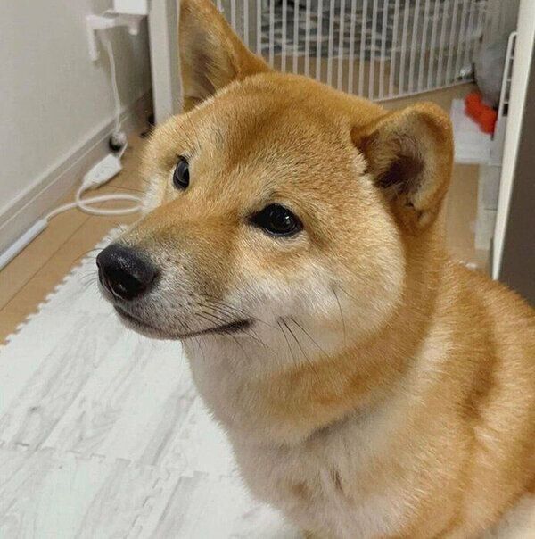 見つめるはじめくん